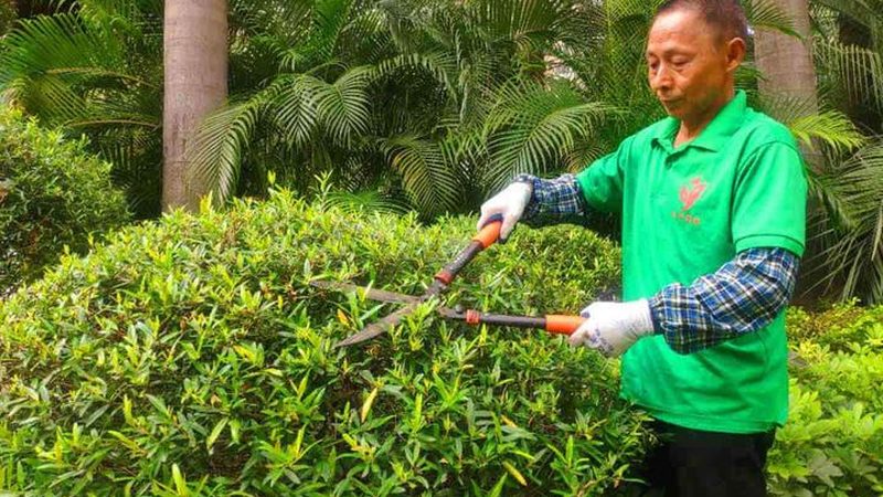 苗木种植技术视频教程加盟：揭秘高效种植之道**
